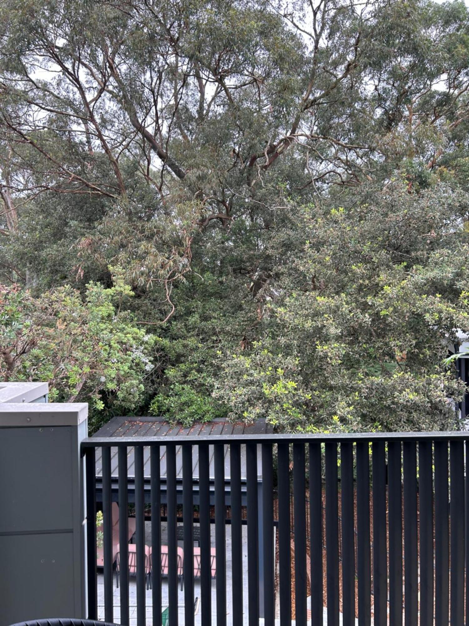Bushland Setting Close To Sydney Cbd- Stand Alone Apartment Экстерьер фото